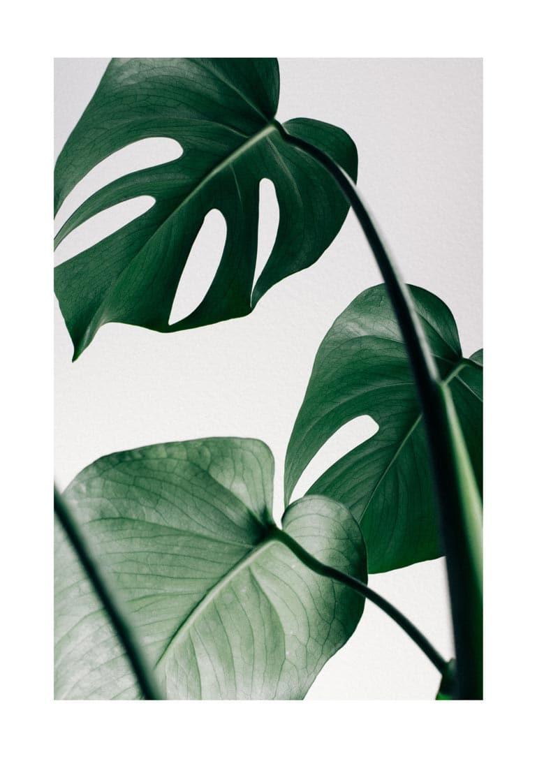 Monstera blad plakat