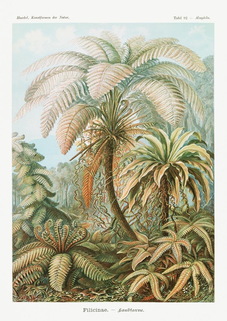 Filicinae Laubfarne – Ernst Haeckel Kunsttryk
