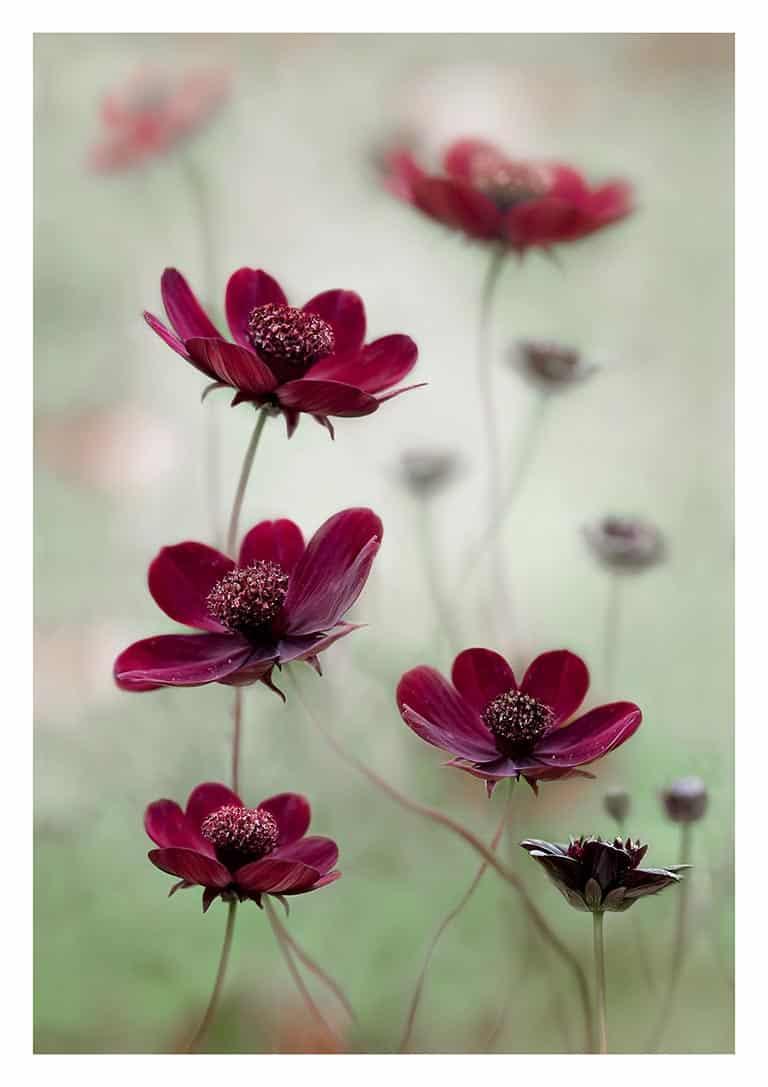 Cosmos Sway - Mandy Disher (Danish Title: Cosmos Sway - Mandy Disher)