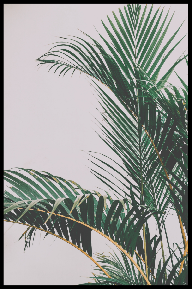 Palmeplakat - 21x30 cm