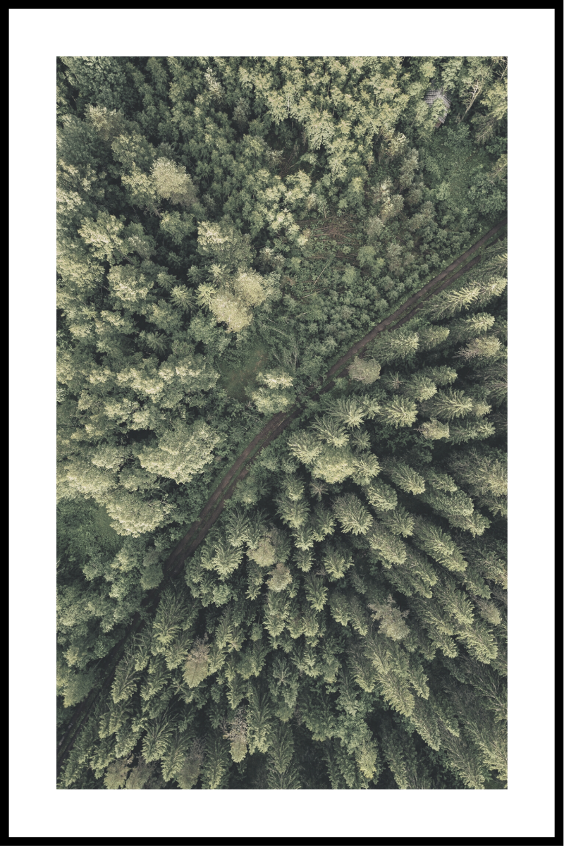 Plakat af skov fra oven – 30x40 cm