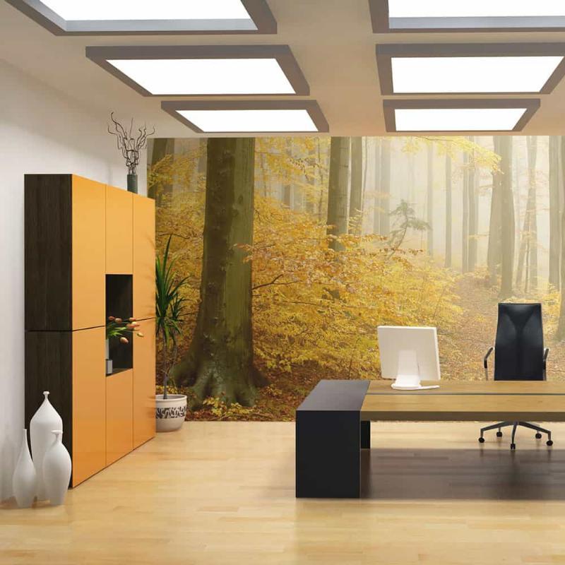 Fototapet med efterårs skovmotiv