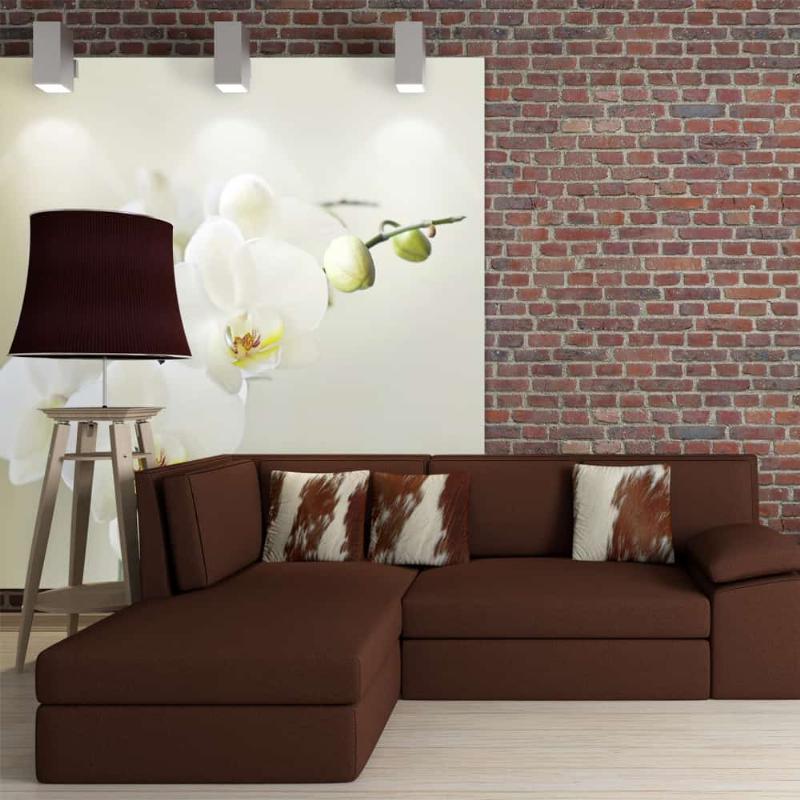 Hvid orkidé fototapet til vægdekoration