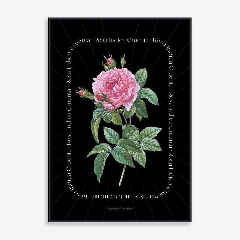 Blomster Serie – Rosa Indica SORT UDGAVE – 21x30 cm