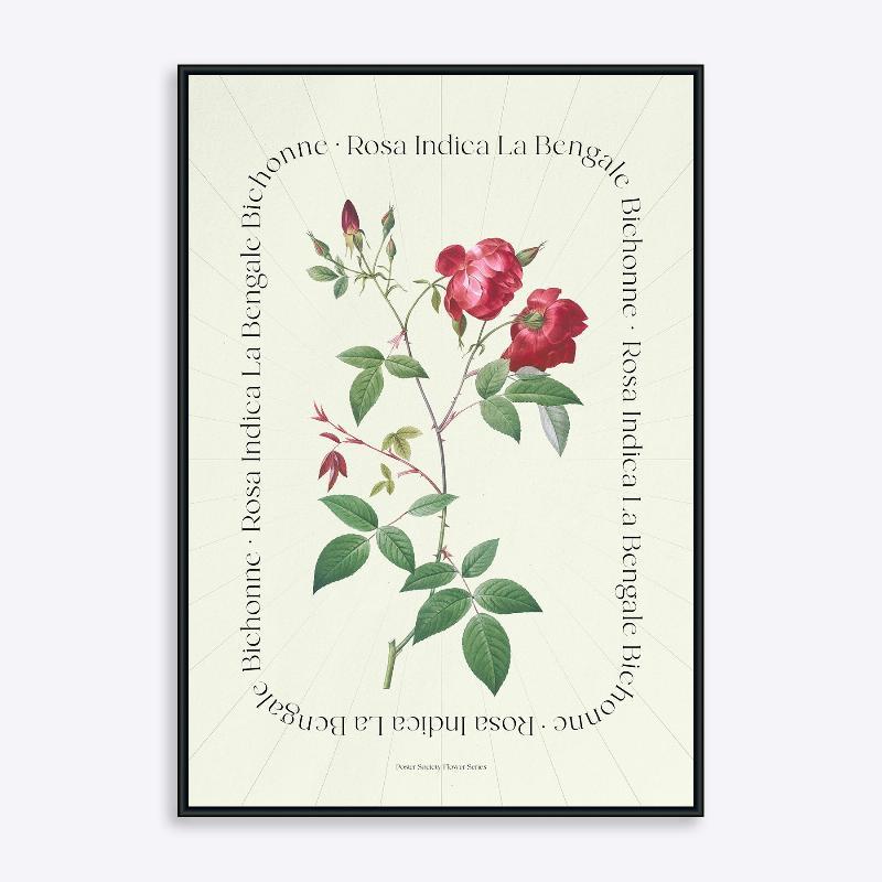 Blomsterserie – Rosa Indica – 21x30 cm