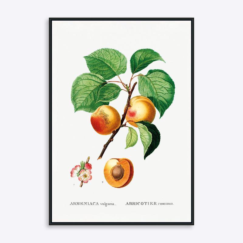 Abrikos Armeniaca Vulgaris - 21x30 cm Plante