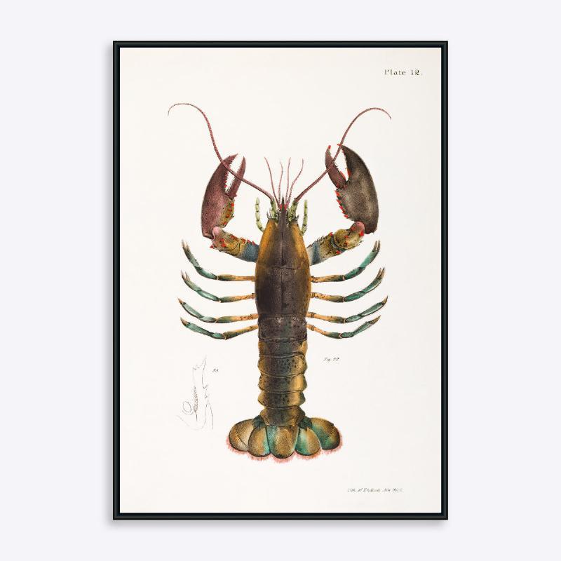 Blålig hummer - 21x30 cm