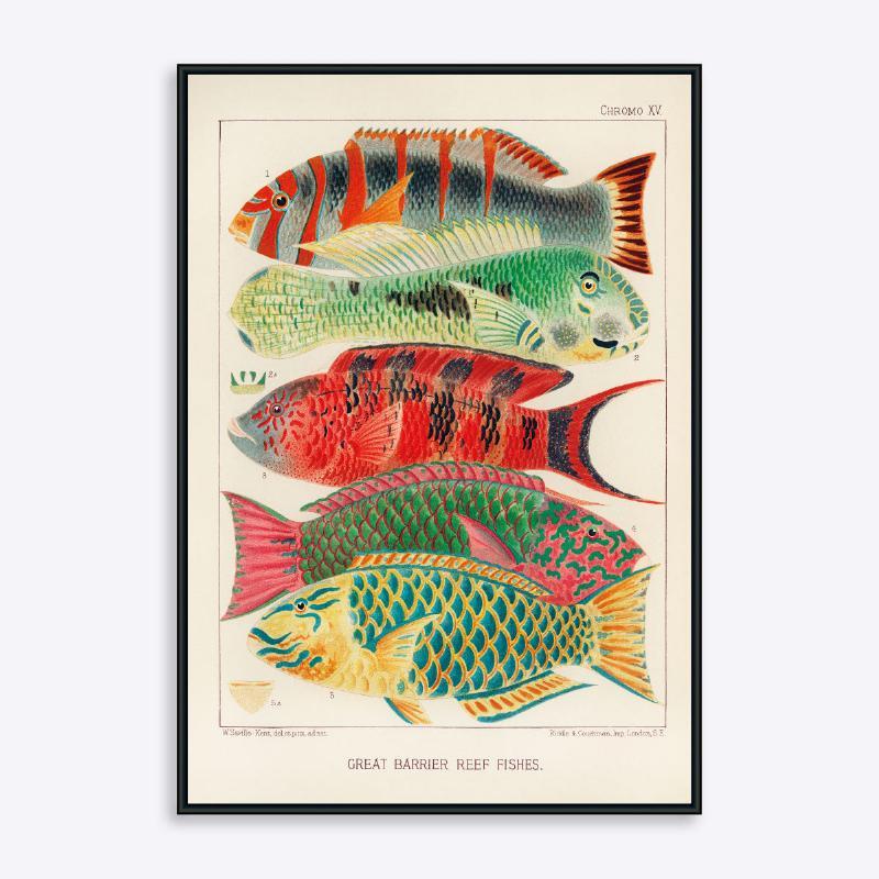 Store Barrier Reef Fisk - 21x30 cm