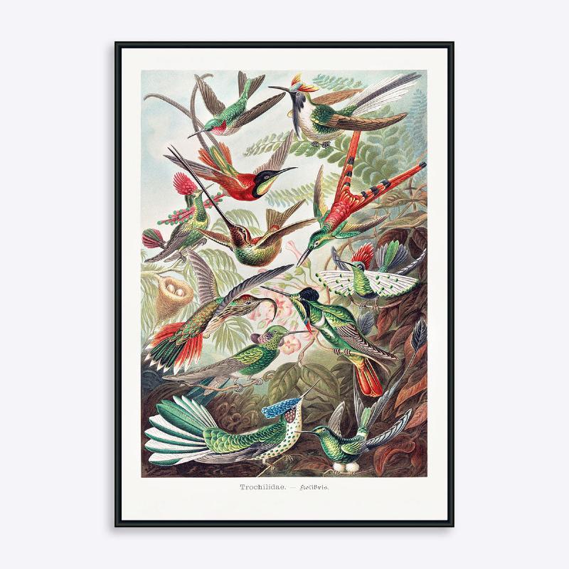 Kolibrier - 21x30 cm Plakat