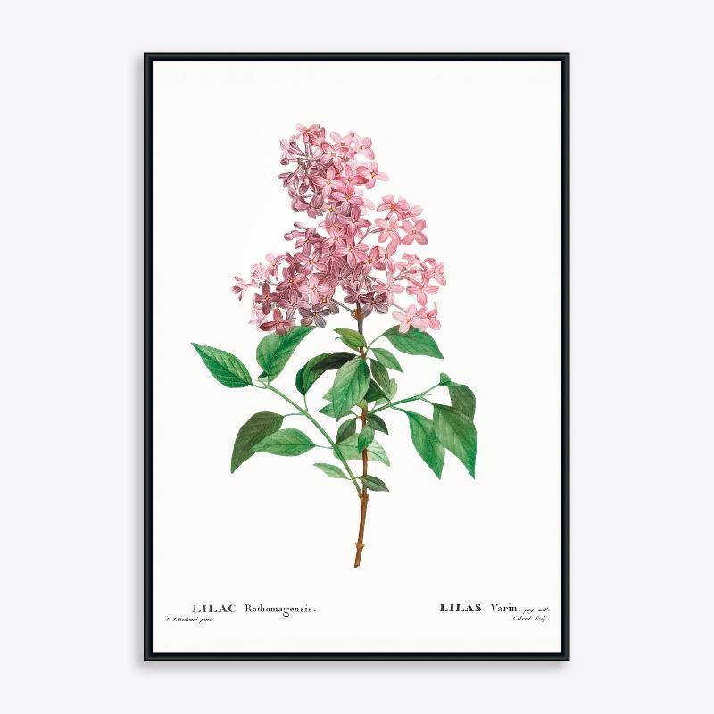 Lilla Rothomagensis - 21x30 cm
