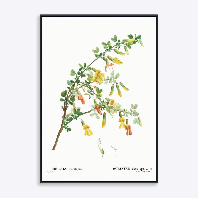 Robinia Chamlagu - 21x30 cm Plade