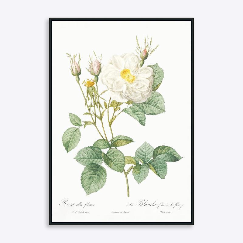 Rosa Alla Foliacea - 21x30 cm Plakat