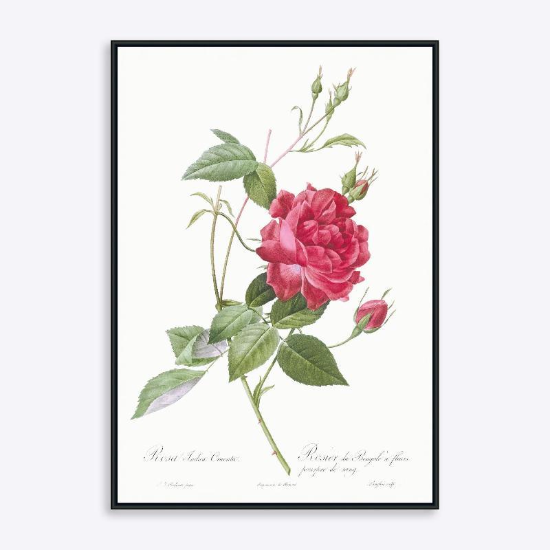 Rosa Indica Cruenta - 21x30 cm Plante