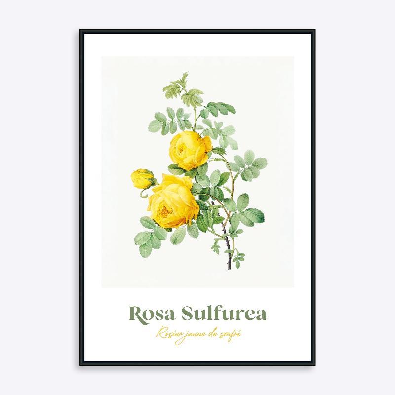 Rosa Sulfurea - 21x30 cm Plante