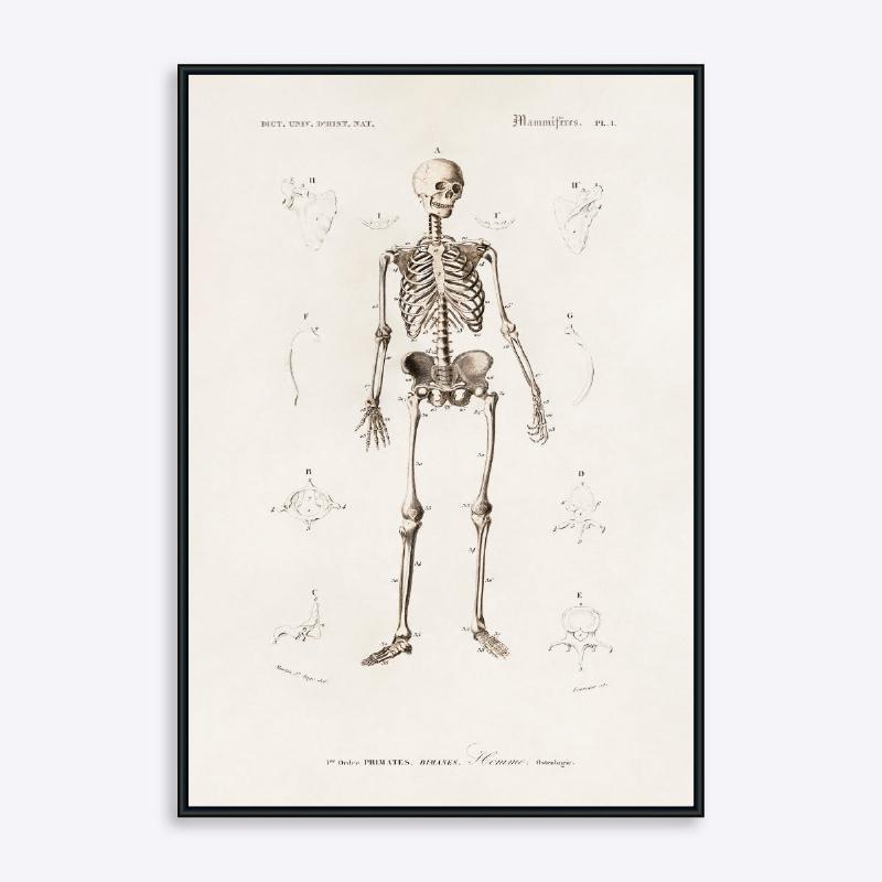 Skelet Vol. 2 - 21x30 cm