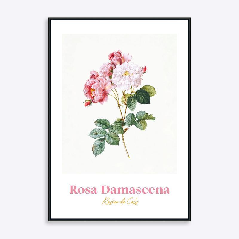 Rosa Damascena Plakat - 21x30 cm