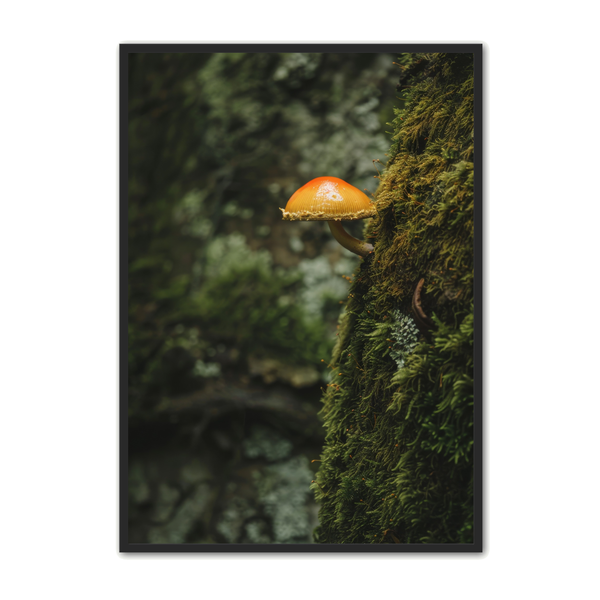 Svampe Plakat 57 x 80 cm