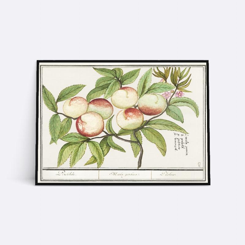 Mala Persica - 21x30 cm Plakat