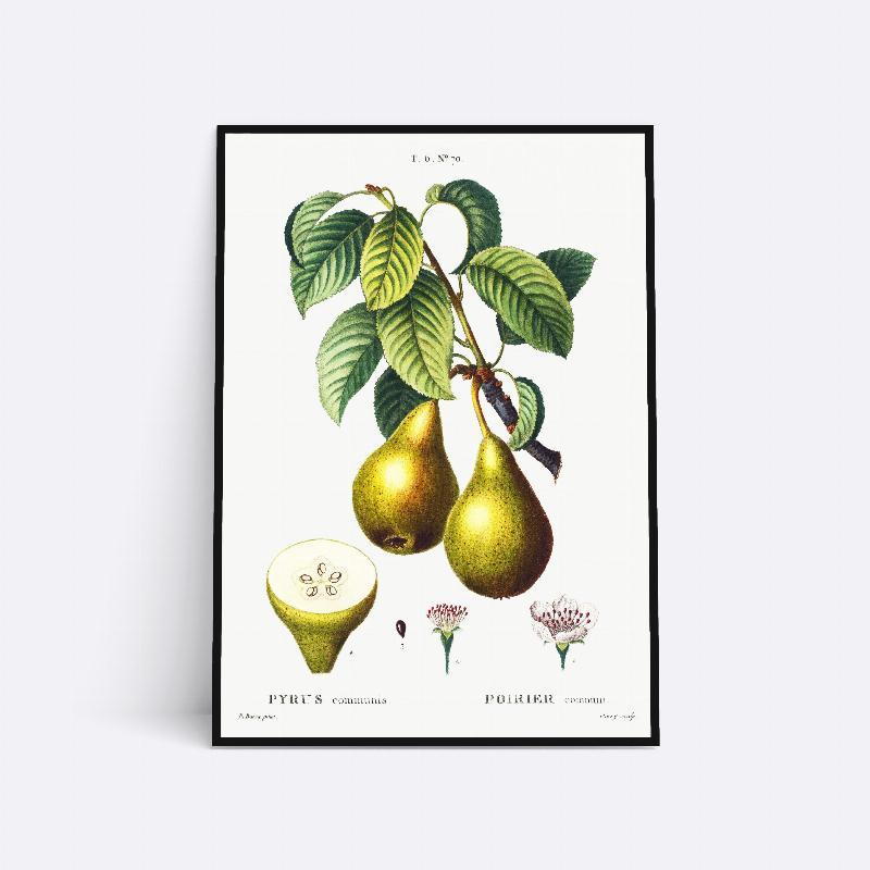 Pyrus Communis - 21x30 cm Plakat