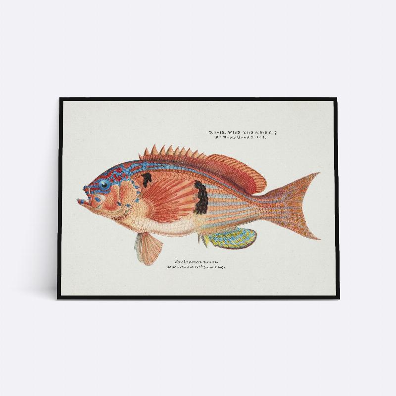 Bass Strait Fisk - 21x30 cm