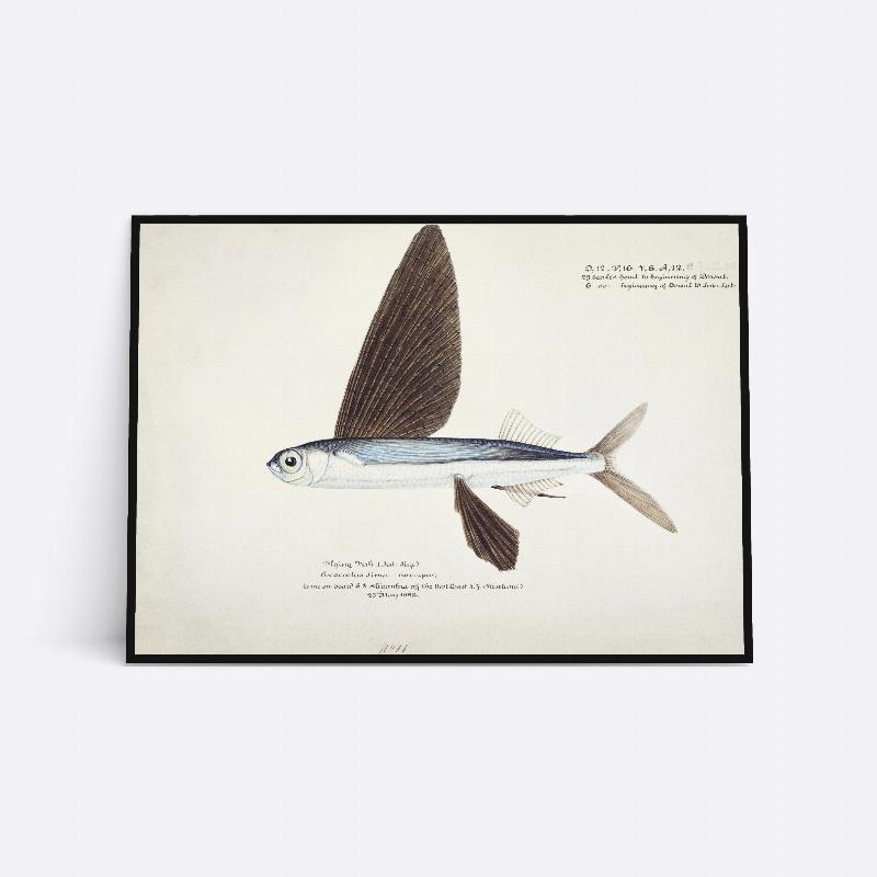 Flyvende Fisk - 21x30 cm