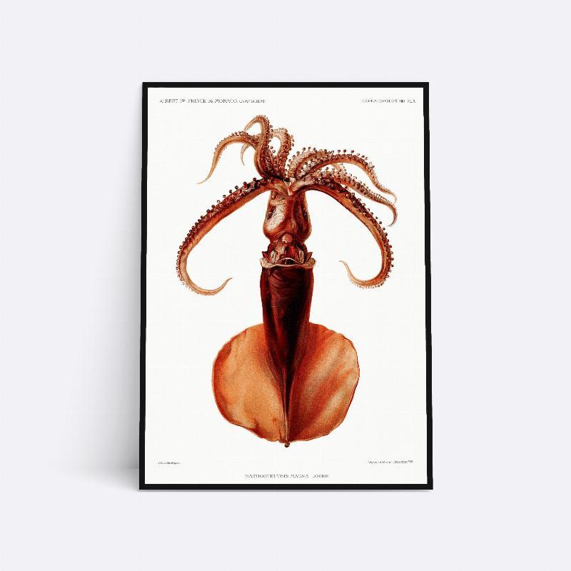 Mastigoteuthis Magna - 21x30 cm Blæksprutte