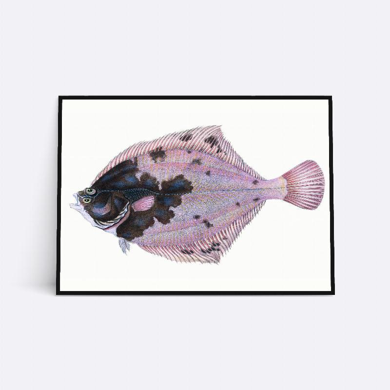 Rosa Fladfisk - 21x30 cm