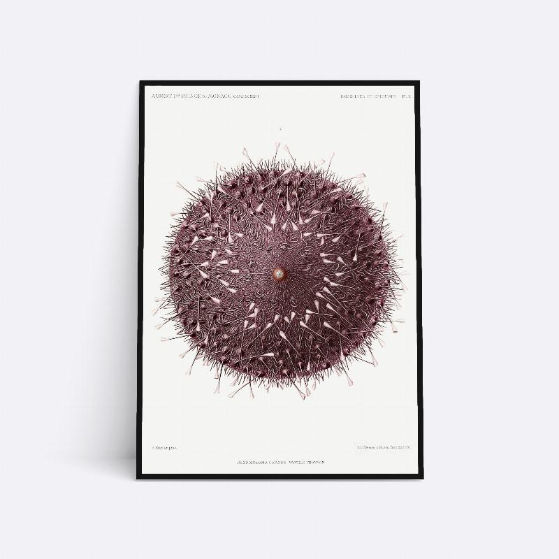 Søpindsvin - 21x30 cm