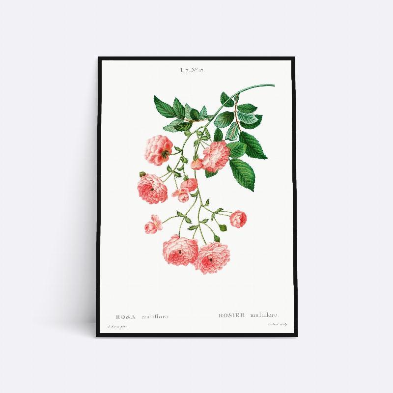 Rosa Multiflora - 21x30 cm Plante