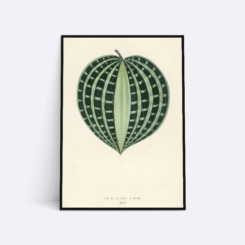 Dichorisandra Undata - Plante 21x30 cm