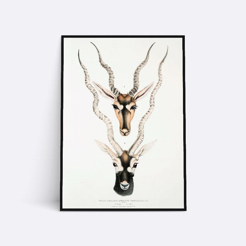 Indisk Antilope – 21×30 cm