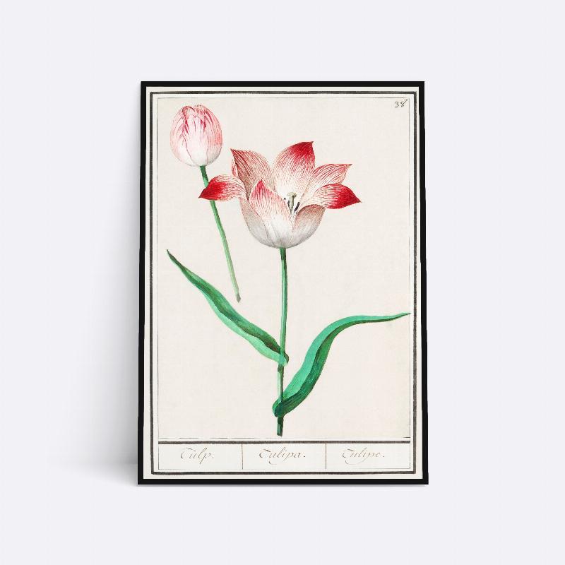 Tulipan - 21x30 cm