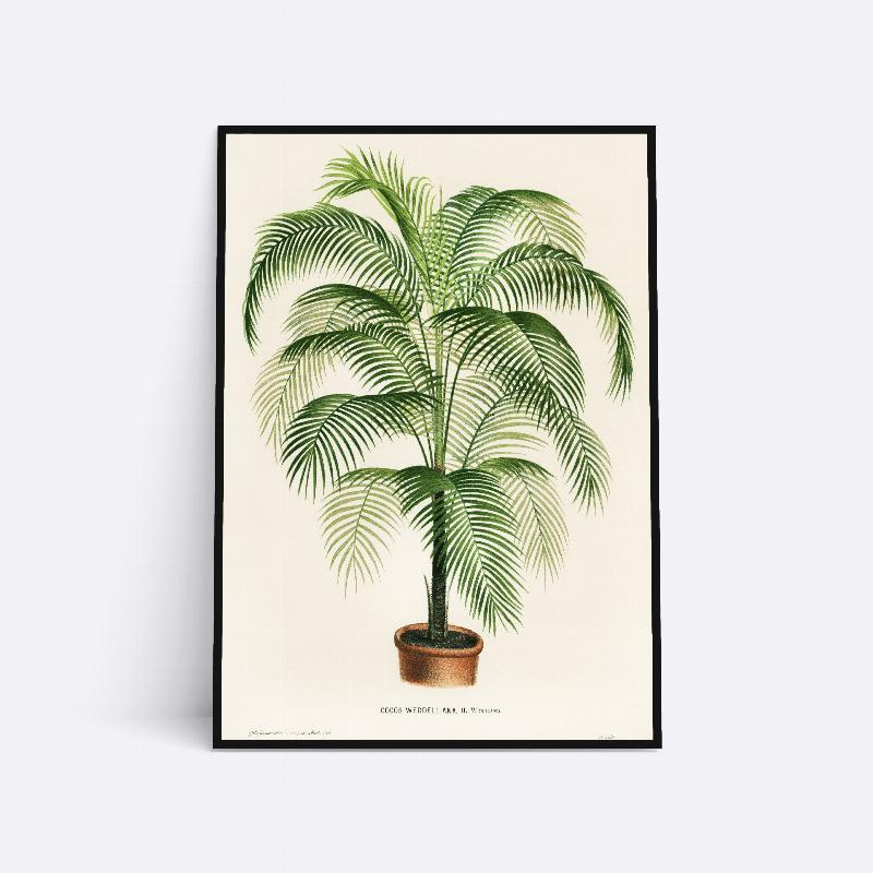 Coco Weddelliana Plante - 21x30 cm