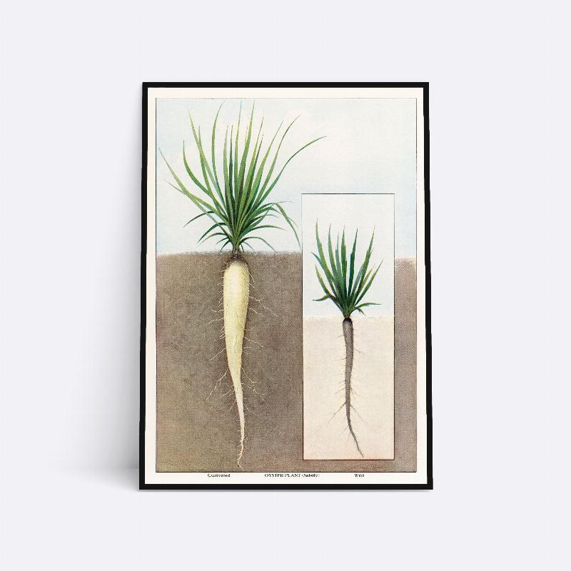 Østersplanter - 21x30 cm
