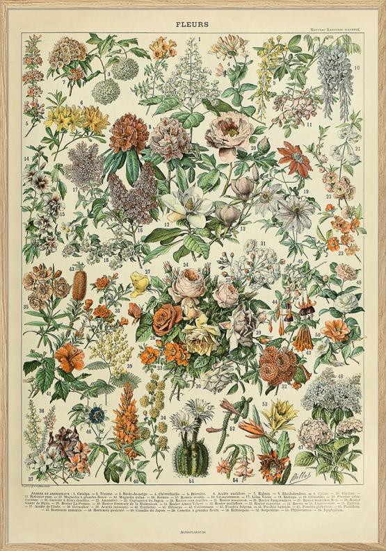 Adolphe Millot - Antik blomsterplakat