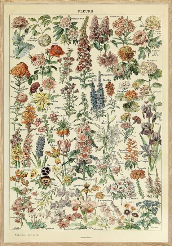 Adolphe Millot - Blomsterplakat