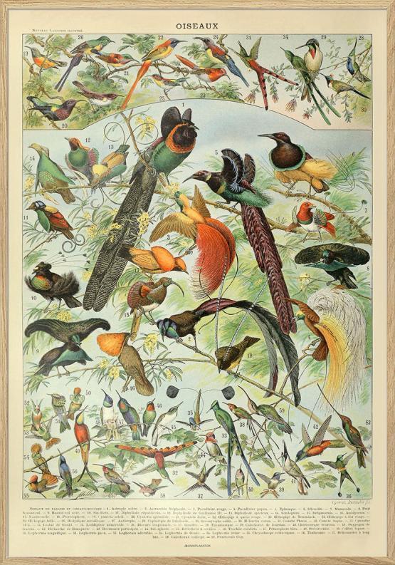 Adolphe Millot - Plakat med fugle