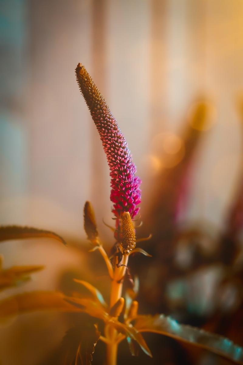 Aftensol Blomst fra SMUKSTIL BY MEA
