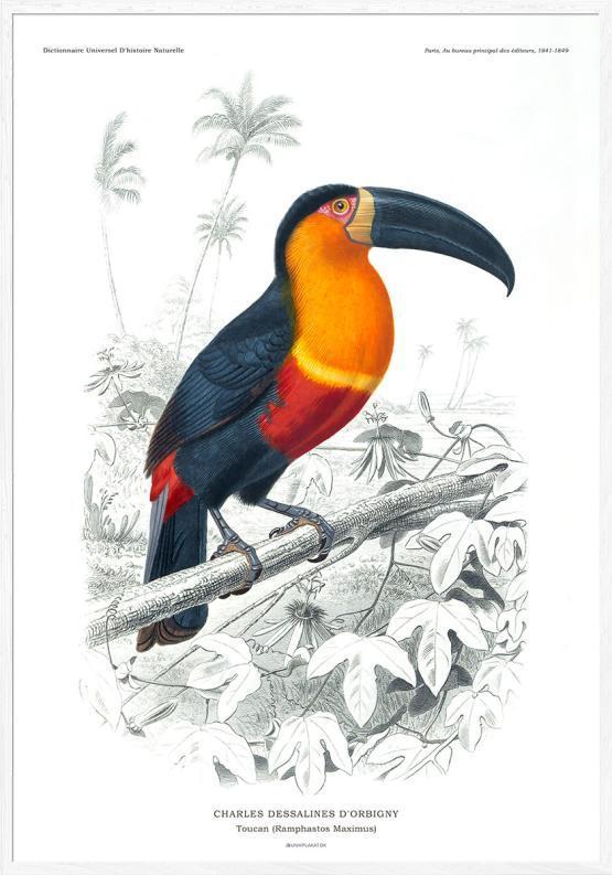 Tucan plakat - Retro kunst af Charles Dessalines