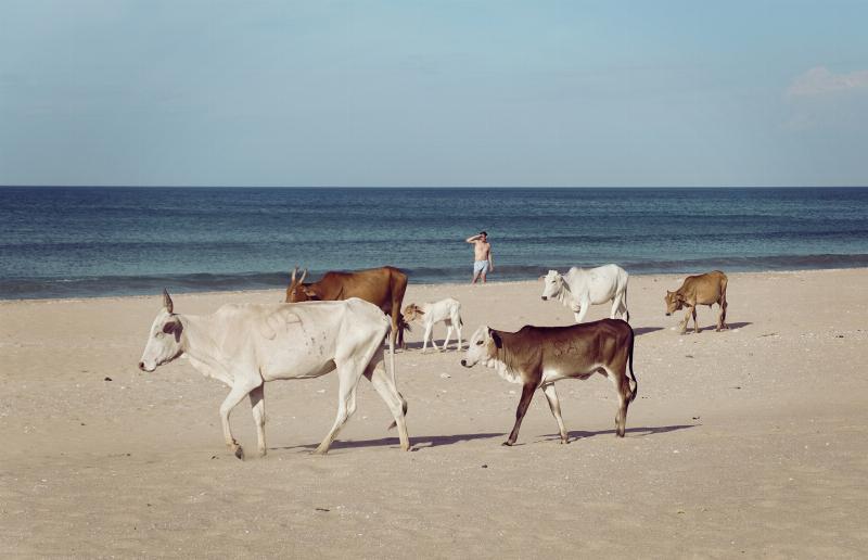 Køer på stranden af Frames