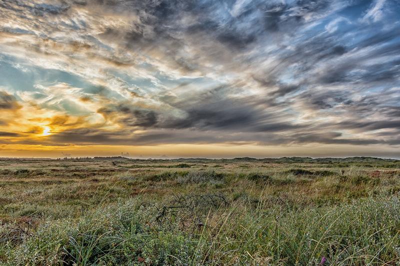 Den vilde natur af Torben Hedegaard