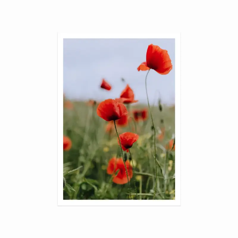 Blomstereng