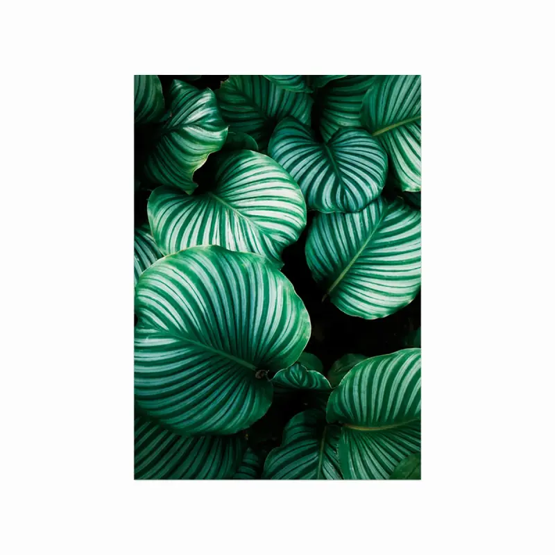 Frodige Planter