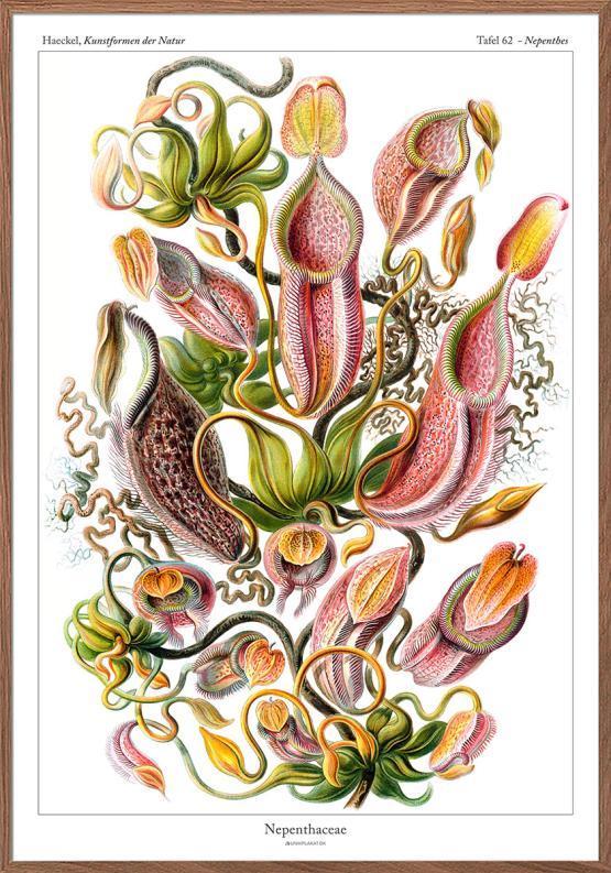 Ernst Haeckel – Nepenthaceae (Kandebærerplante)
