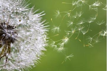 Fototapet - Blæse Dandelion