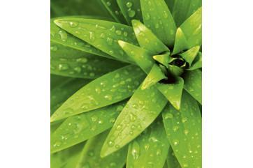 Fototapet - Frisk Foliage Design