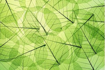 Fototapet – Bladvener Design