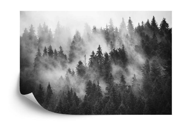 Fototapet - Tåget skov i sort/hvid