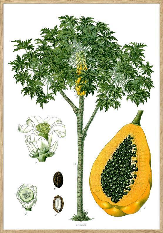 Köhlers Plakat med Carica Papaya