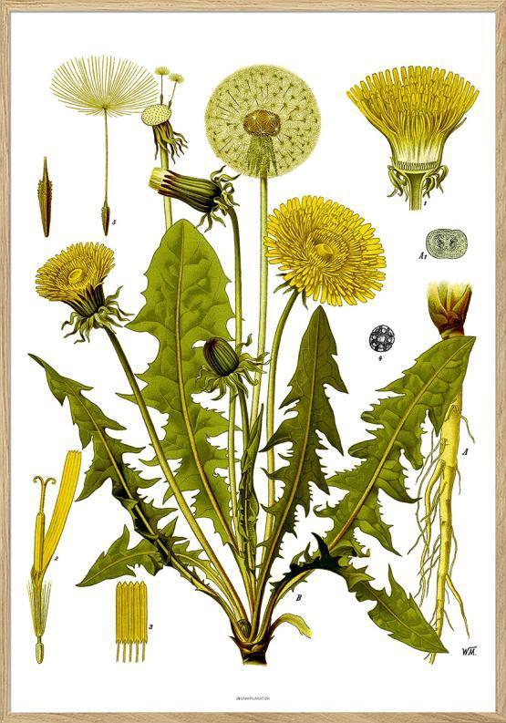 Köhlers Medicinalplanter - Mælkebøtte Retroplakat